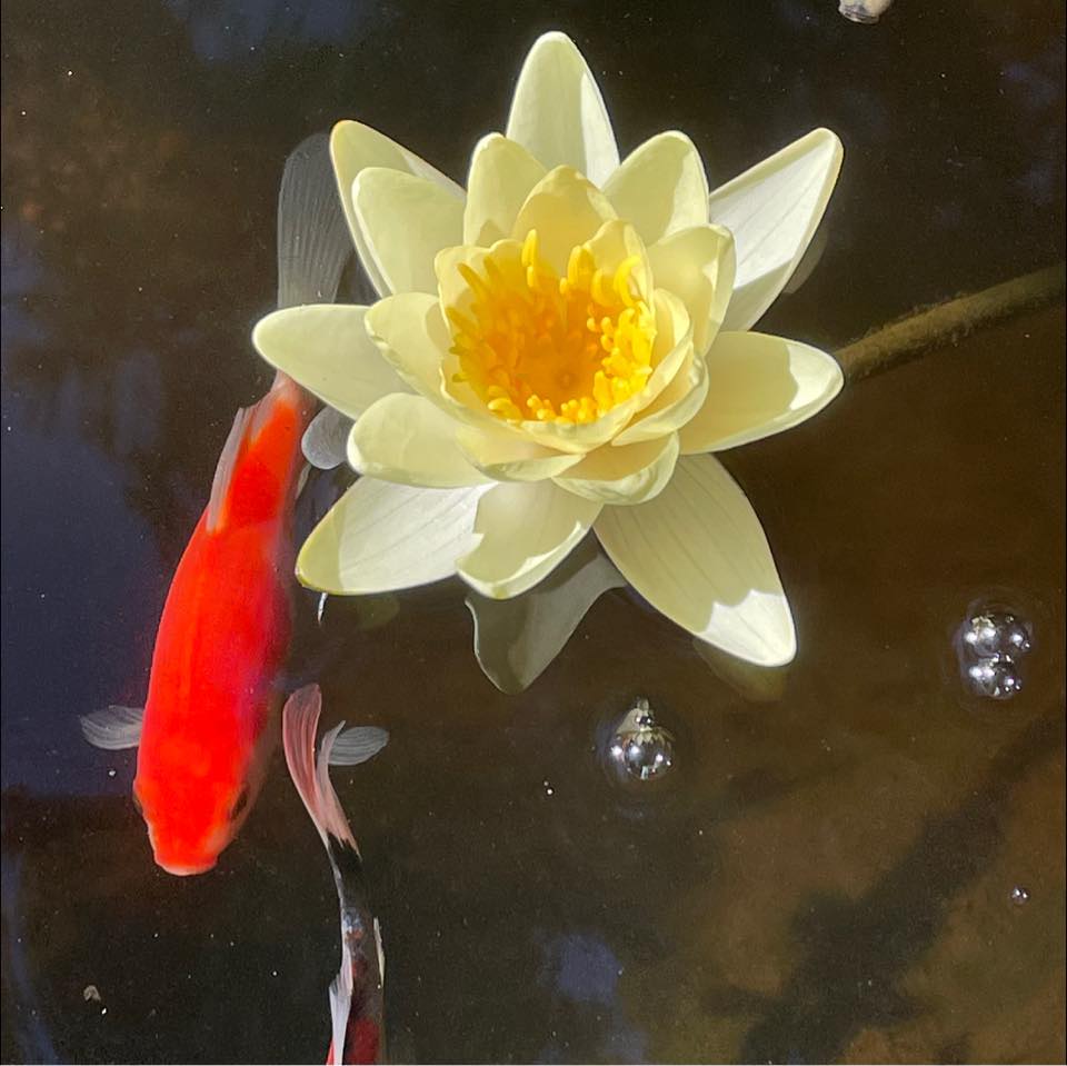 The Pond - 🌺🌷Spring is here !! 🌺 Is your pond ready? Is your garden ...