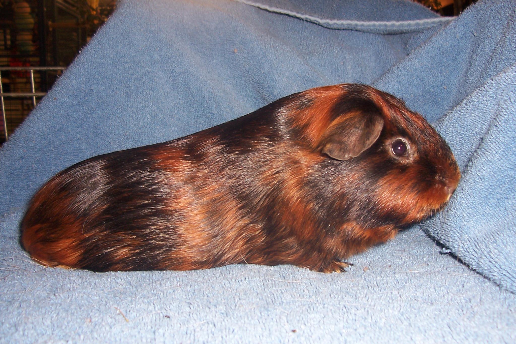 Carla's Cavies, Show Quality Cavies - Carla's Cavies is pleased to ...