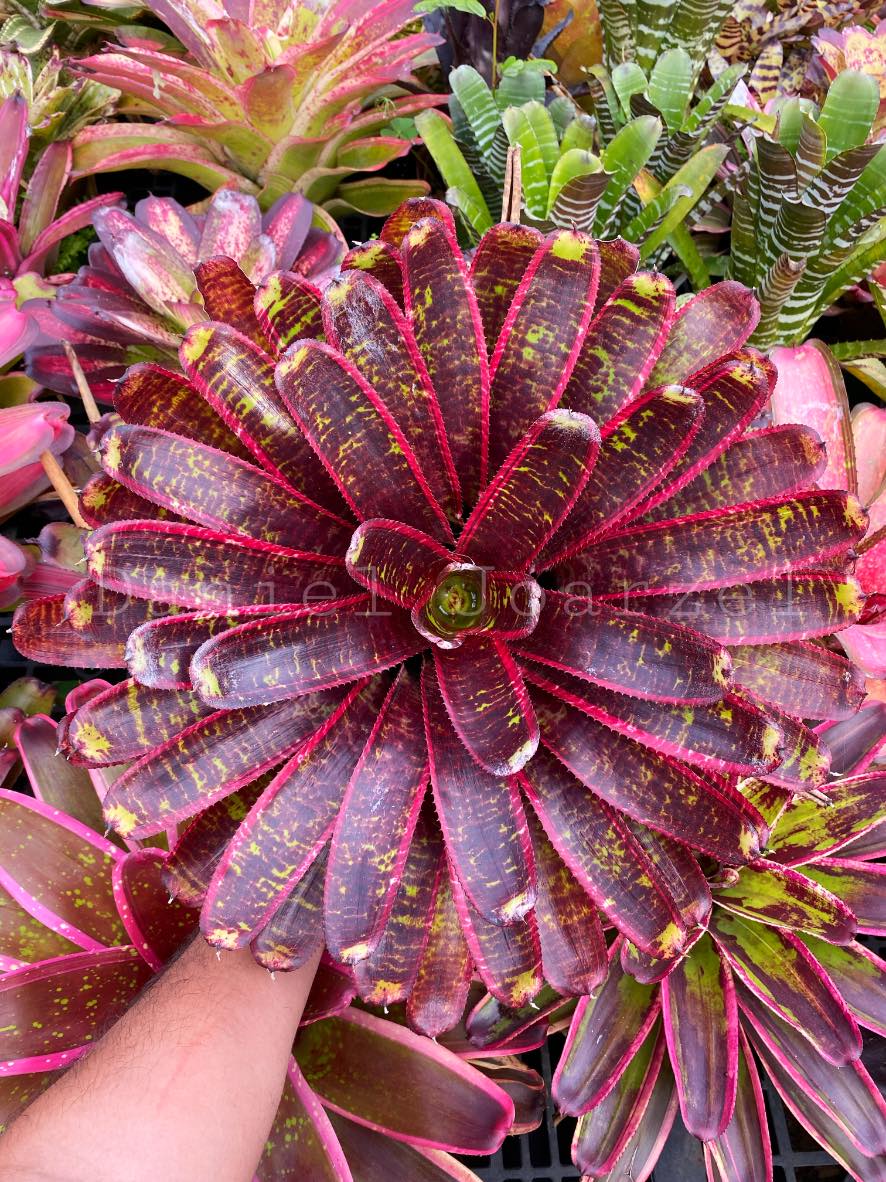 N Lucifer in bloom a stunning bromeliad creation