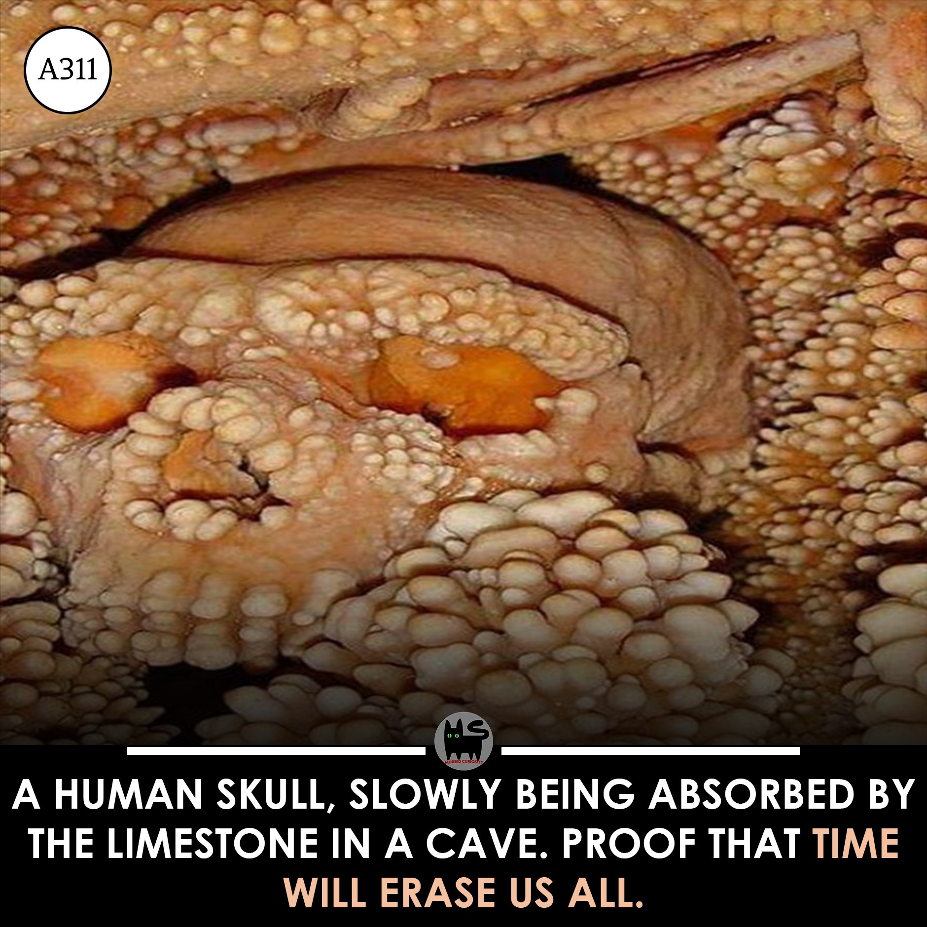 Good old Altamura man, from a cave in... - Morbid Curiosity | Facebook