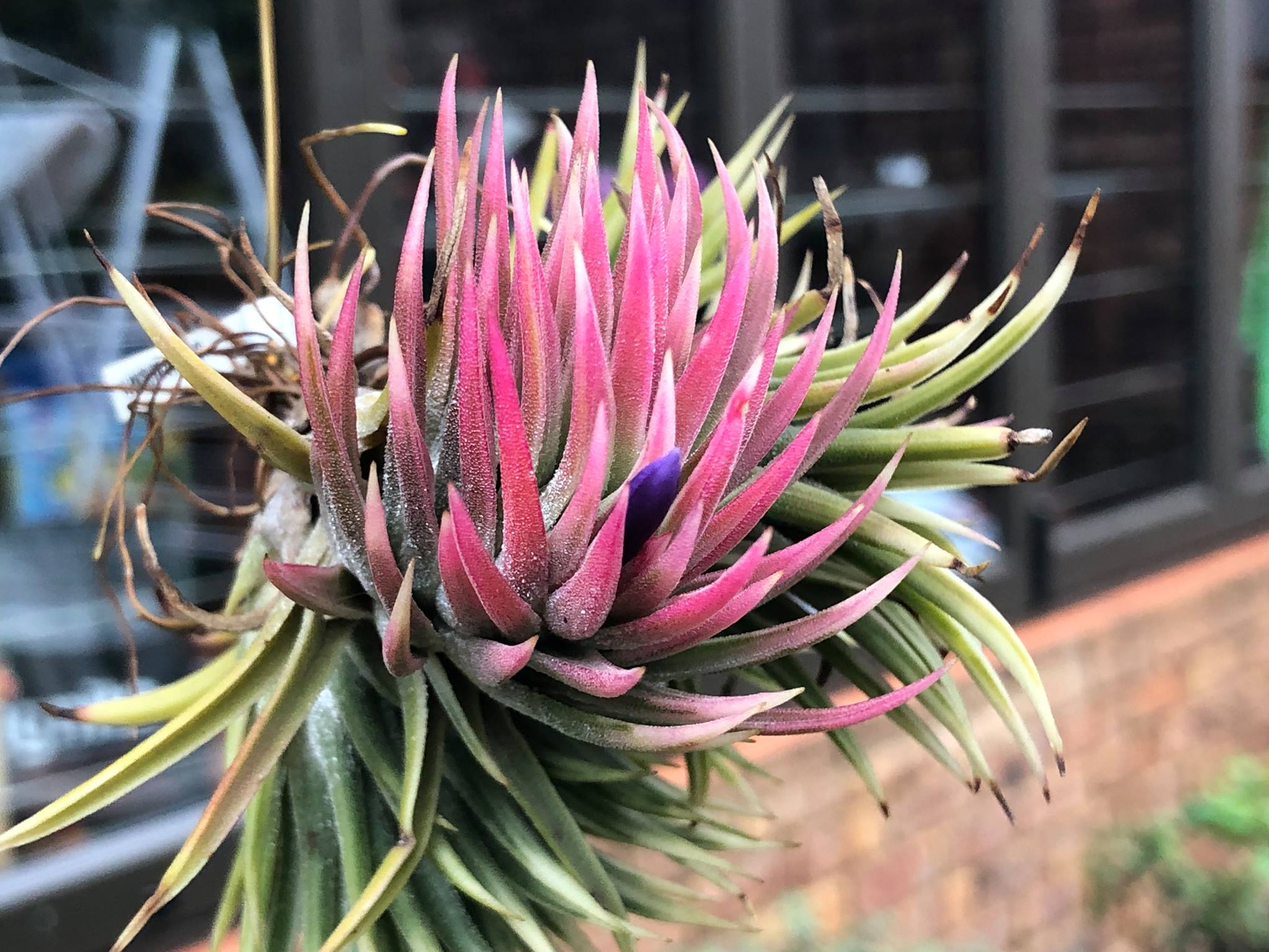 ブロメリア・エアープランツ T. ionantha Albo-marginata T'S TROPICALS ブロメリア・エアープランツ T. ionantha Albo-marginata T'S