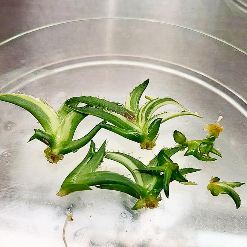 Growing agave oteroi from seeds in Japan