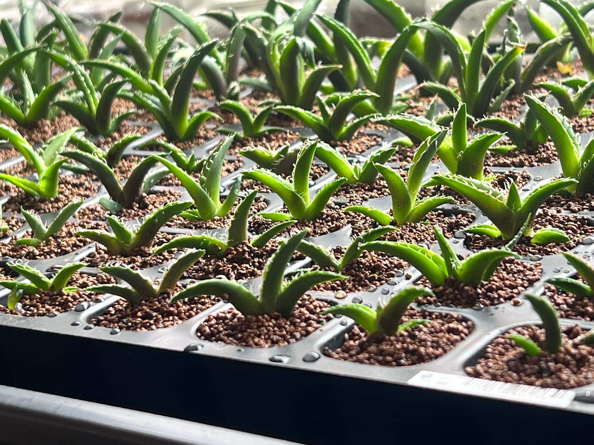 Loop PLANTSさんOteroi Seedling No.055 Growing agave oteroi from seeds in Japan