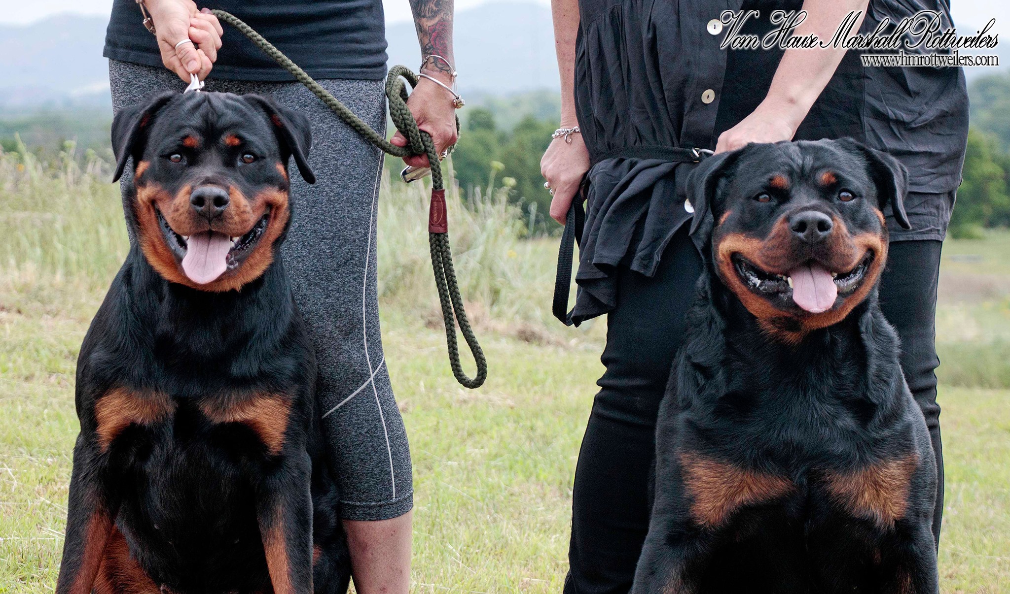 Vom Hause Marshall Rottweilers