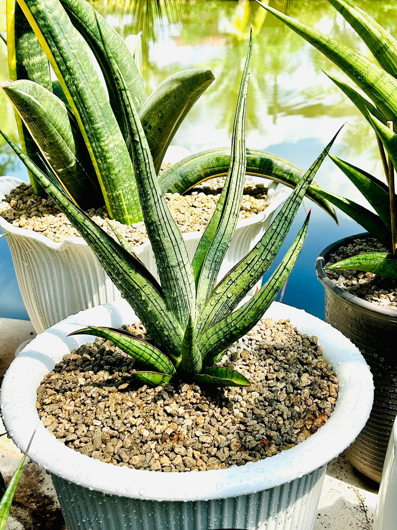 Sansevieria Silver Dragon