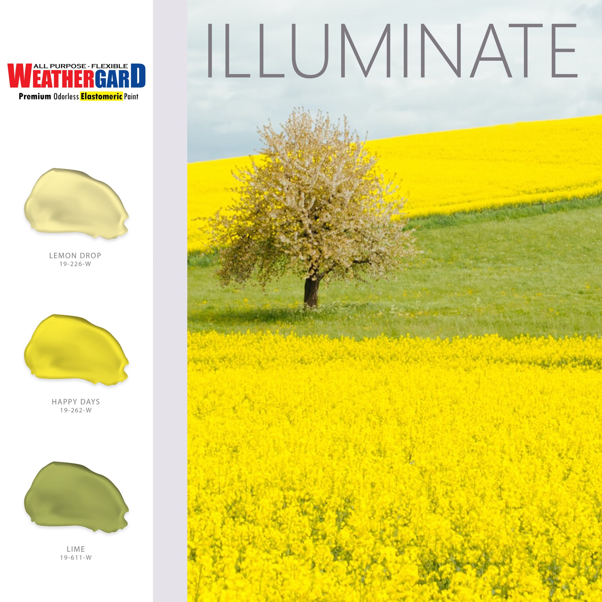 Guilder Paints - Yellow and green color schemes have an...