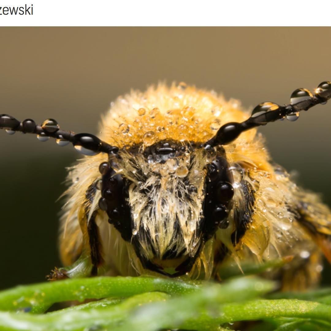 Glamour Bees