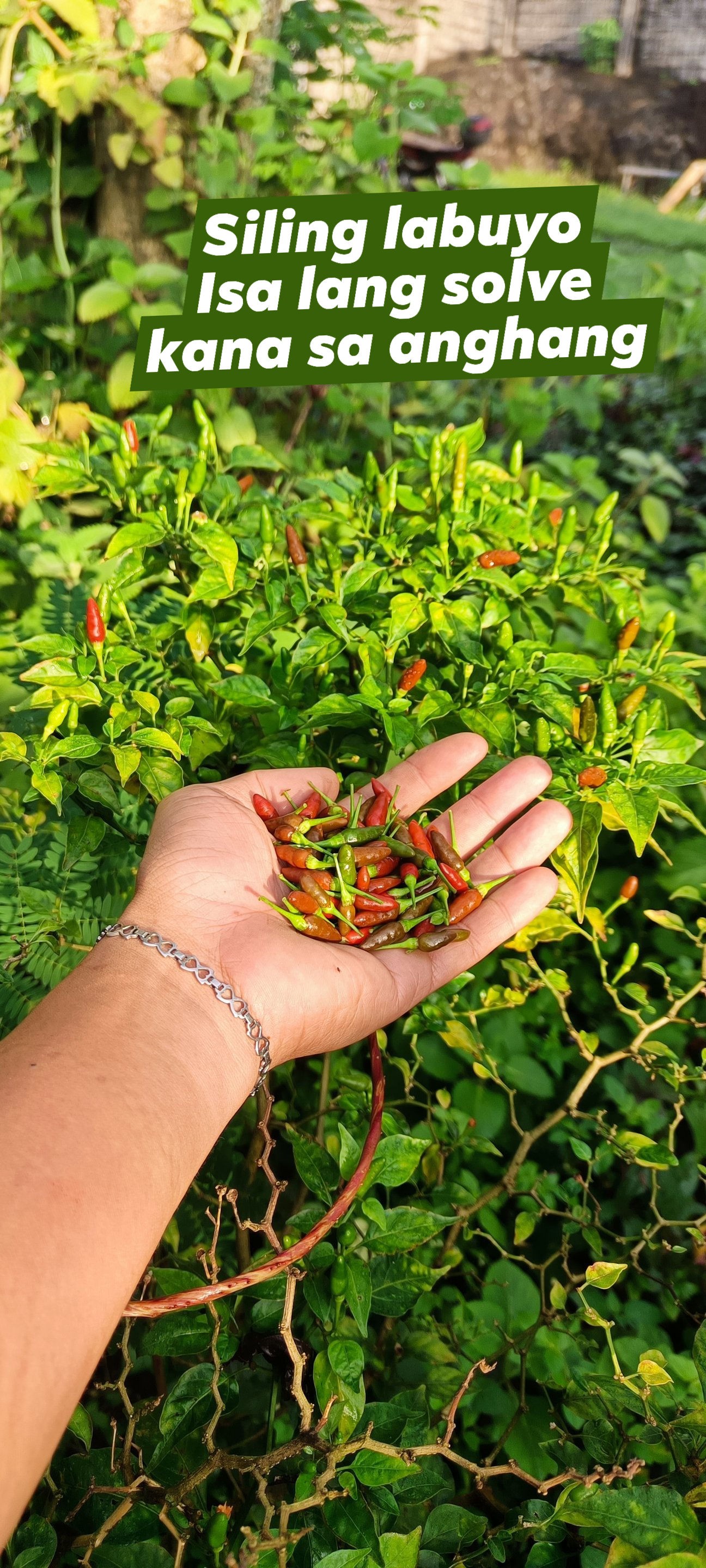 Gardening for food in the Philippines | Ito ang bagay pang sawsawan 🥰 # ...