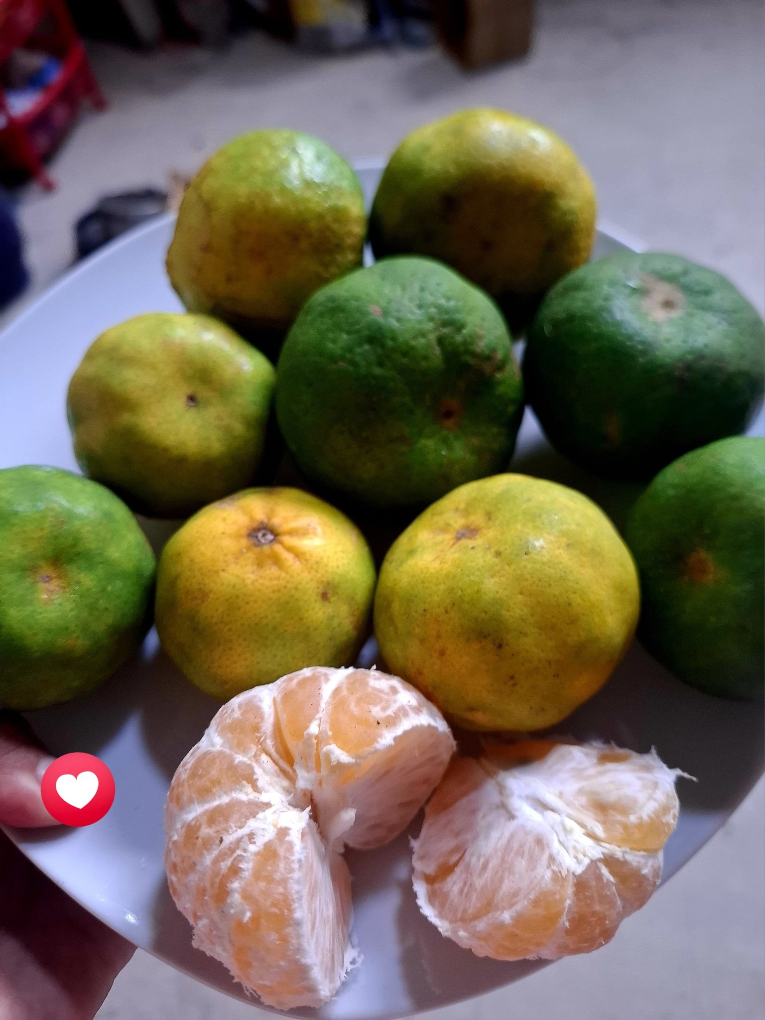 Dayana Rengifo Sinacaisiva... - Dayana Rengifo Sinacaisiva