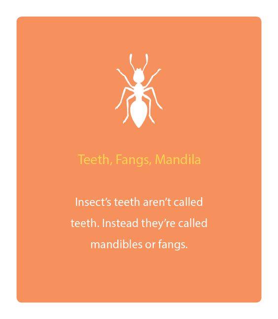Qatar Prime Dental Center - Did You Know: Insect's teeth aren't called ...