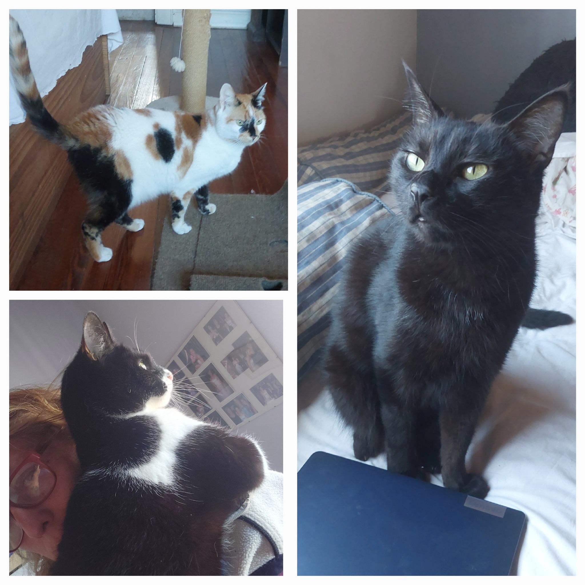 Victoria - ADOPTADOS! Ellos son Tyler, Renton y Carol, de casi 8 años ...