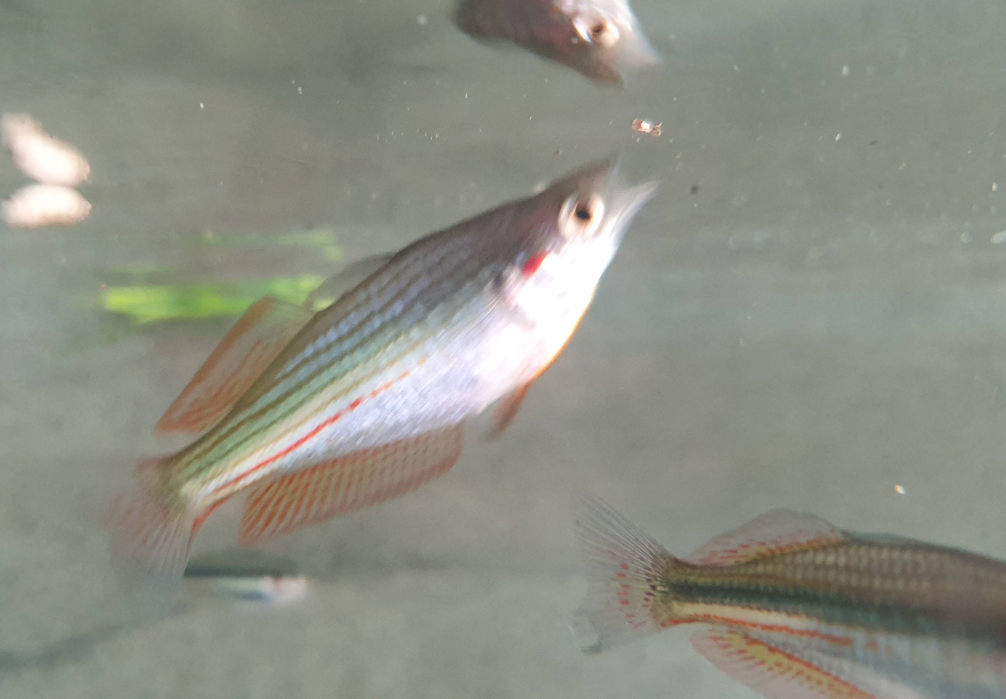 Our Native Crimson Cheeked... - Mooloolah River Landcare