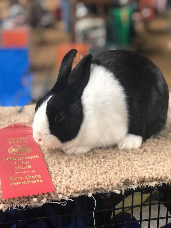 Dutch Vibes Rabbitry