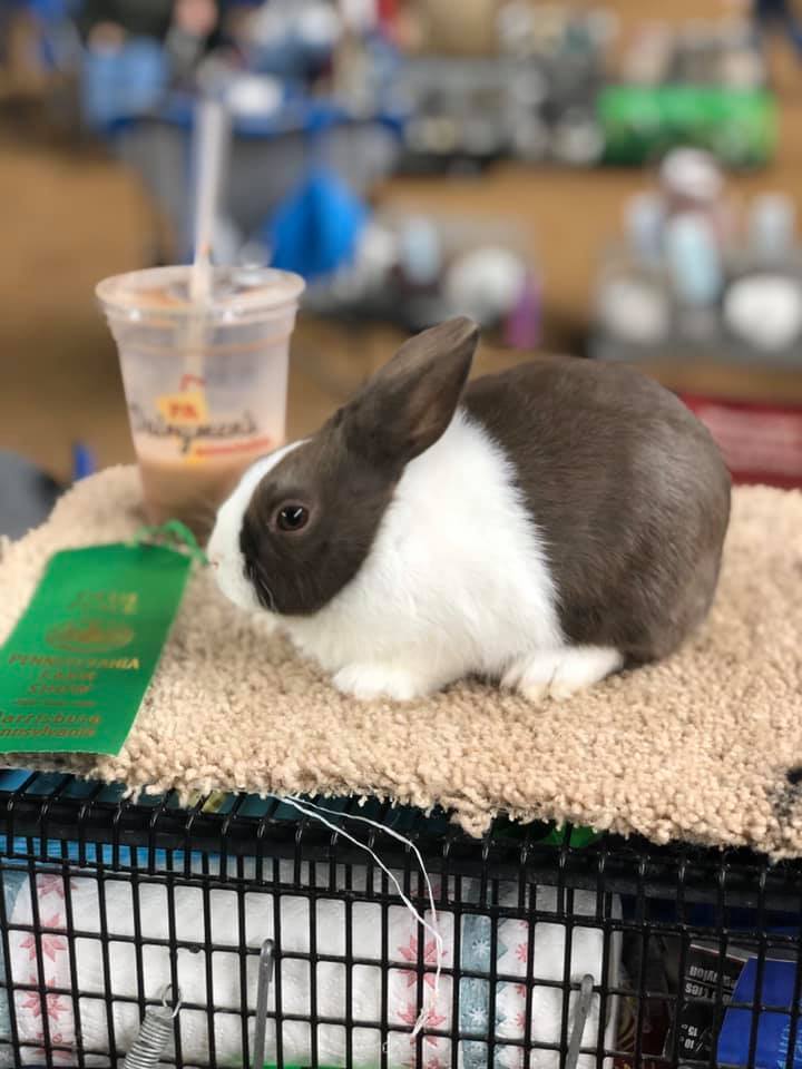 Dutch Vibes Rabbitry