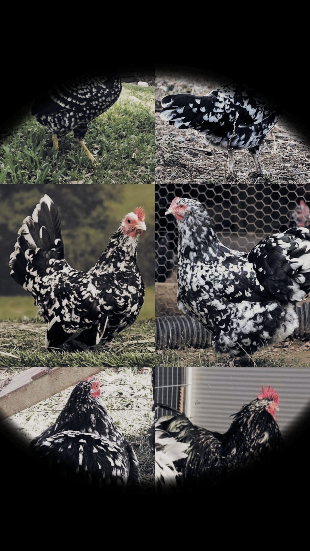 The Intricate Beauty of Black Mottled... - Paraiso Farmstead