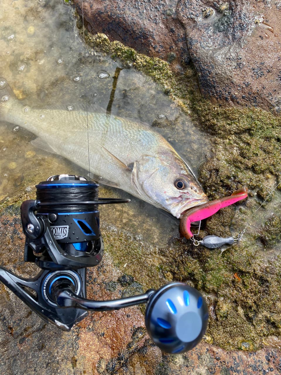 5000 size reel for surf fishing Battle® Spinning Kit The PENN Wrath II was built around an affordable platform while emphasizing the legendary PENN durability youve come to know Cabo 8000 4.7:1 Spinning Reel