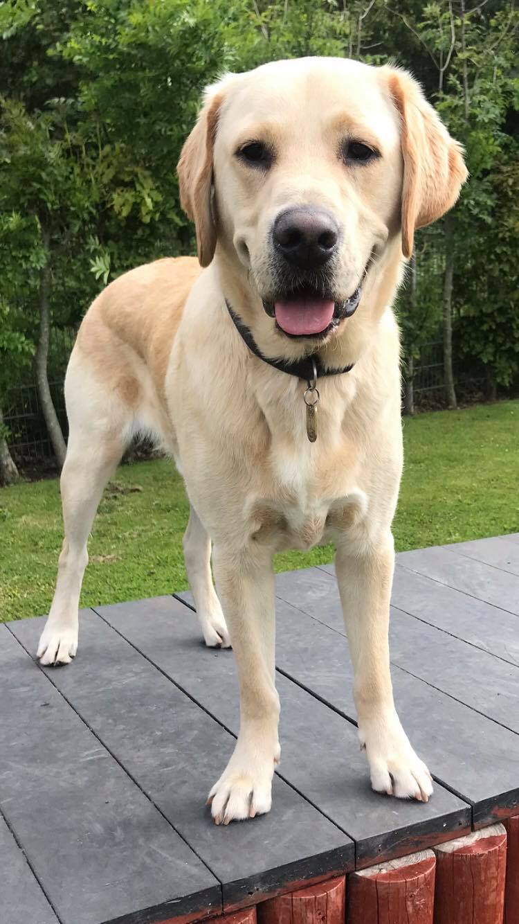 It's Friday, and we're celebrating... - Guide Dogs Scotland