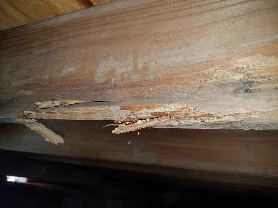 Circle Termite Co. Inc. | Upland CA