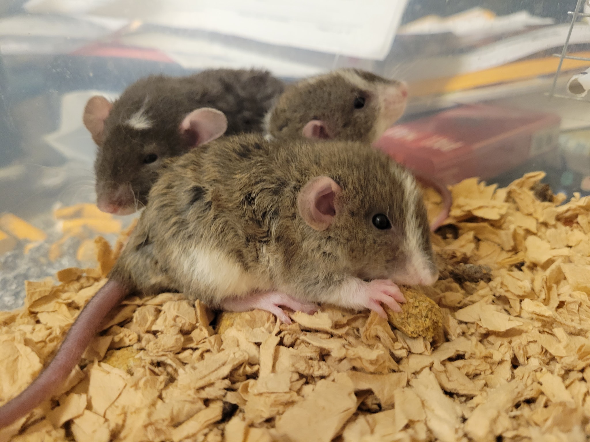 Nugget's Rattery - Newark, Ohio | Newark OH