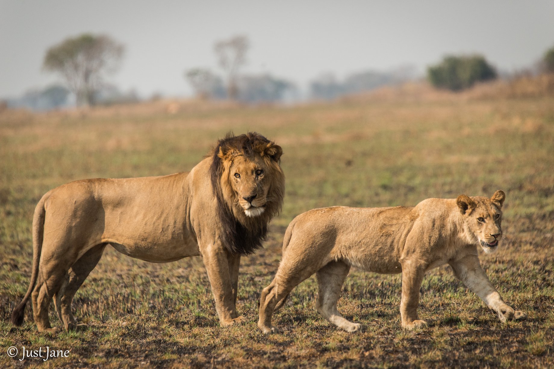 Animal facts: Male lions defend the... - Mapunga Bush Camp