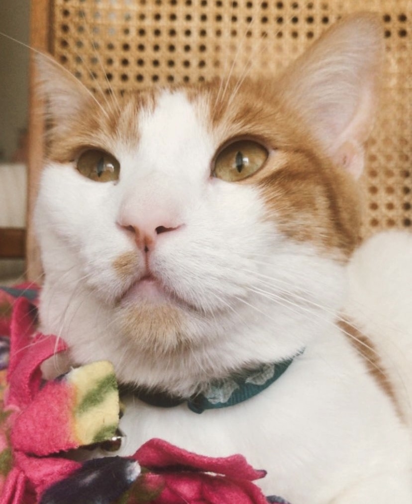 He cray cray | Emmy the Tabby