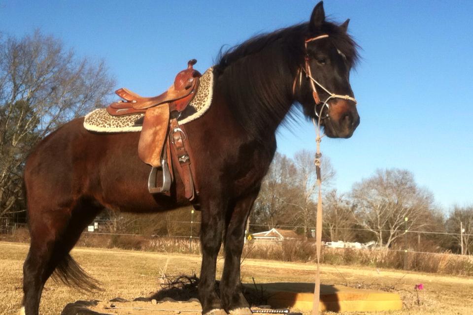 Peggy Riley: Extreme Mustang Makeover Trainer