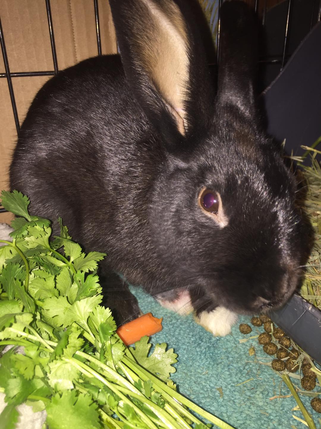 Little Pax... - Furrytail Life Rabbit Rescue and Sanctuary | Facebook