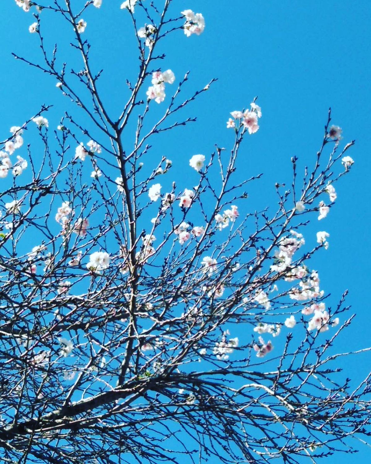 アプローチヘア 寒桜 埼玉県 秩父 長瀞 宝登山 宝登山神社 寒桜 綺麗 紅葉は まだまだでした 笑笑 Facebook