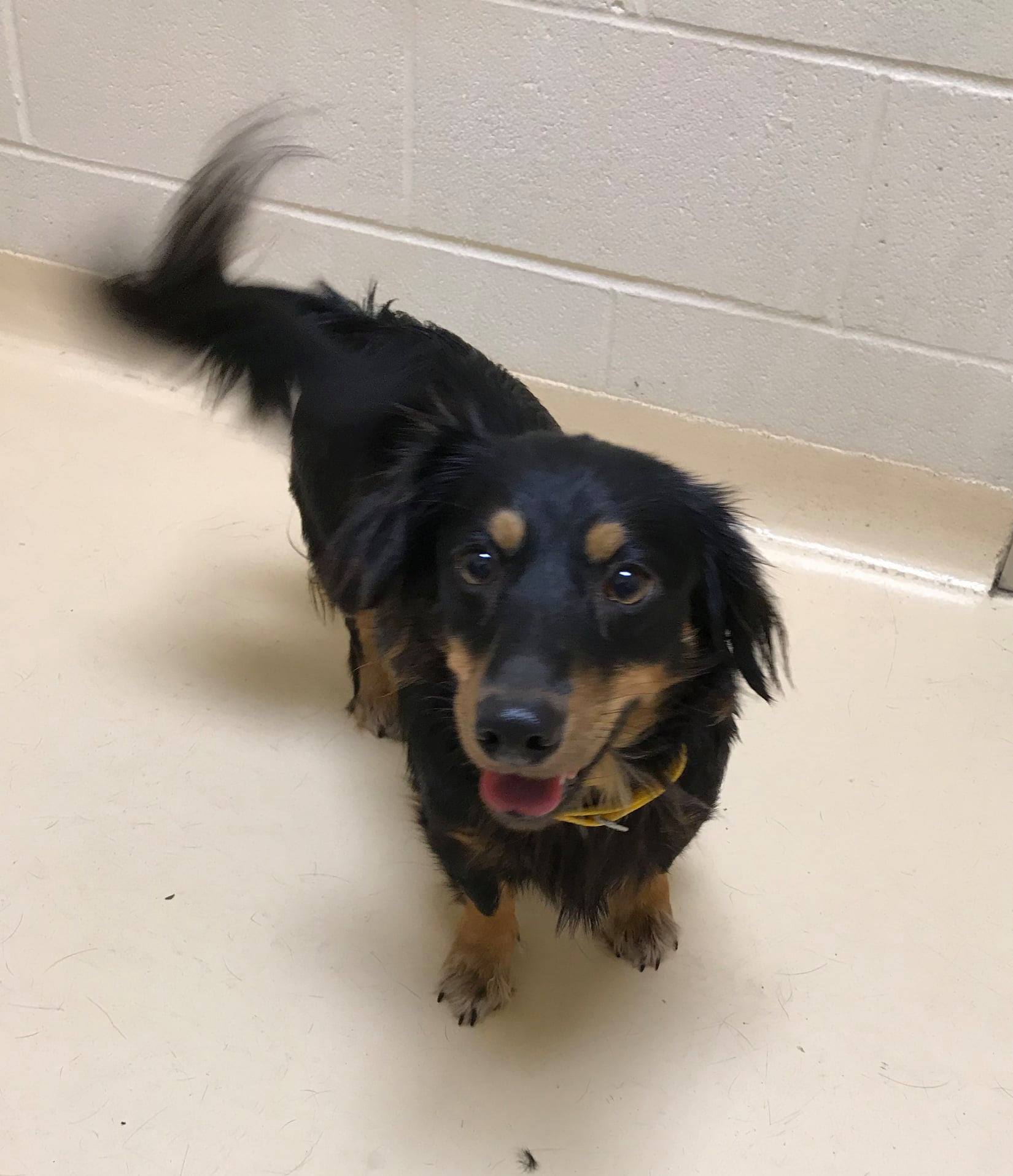 Update: Adopted! Happy... - Project No Kill Canine Rescue | Facebook