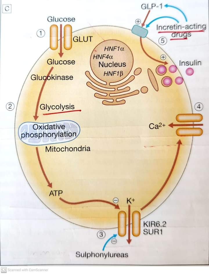 glp 1 mitochondria Glucagon, GLP-1 and Thermogenesis GLP-1 Reporter Cells | Incretin