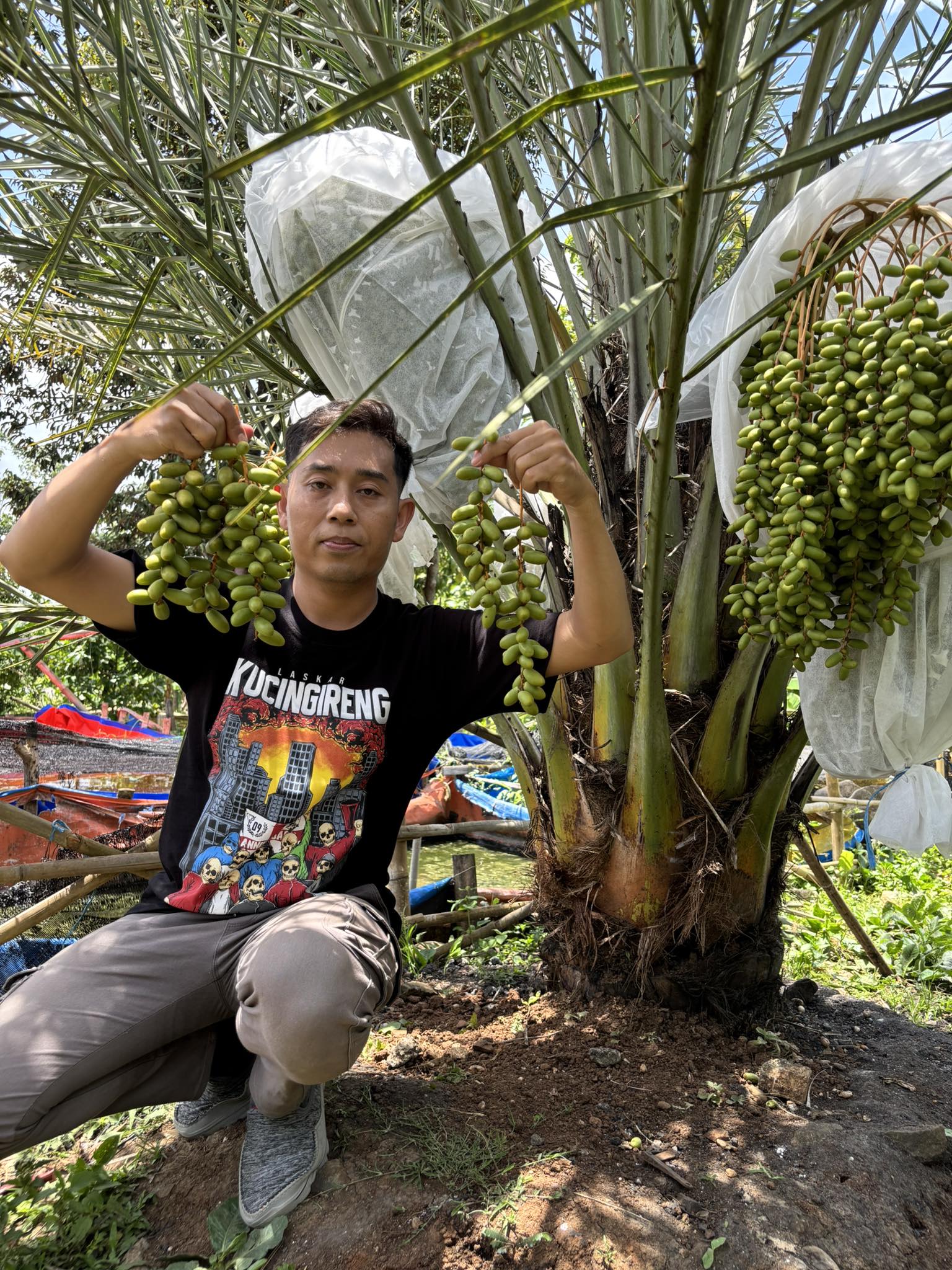 Oto - Buah kurma muda (atau rutab dalam bahasa Arab) punya banyak fakta ...