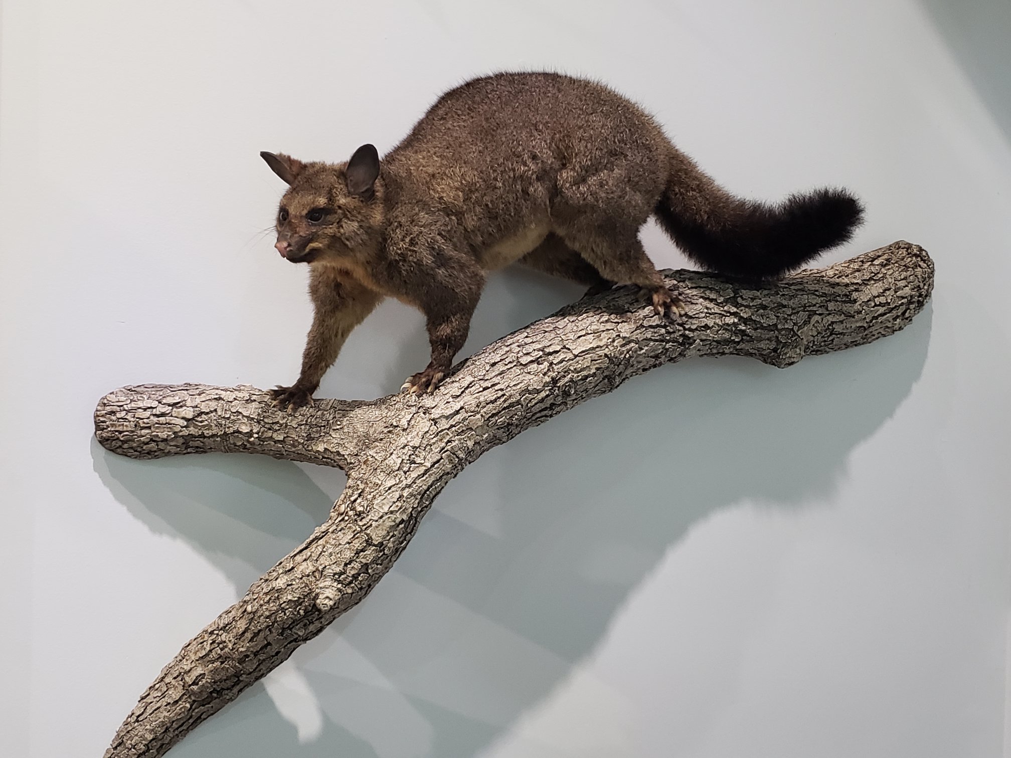 New Zealand Possum mount -... - Alpine Hunting New Zealand | Facebook
