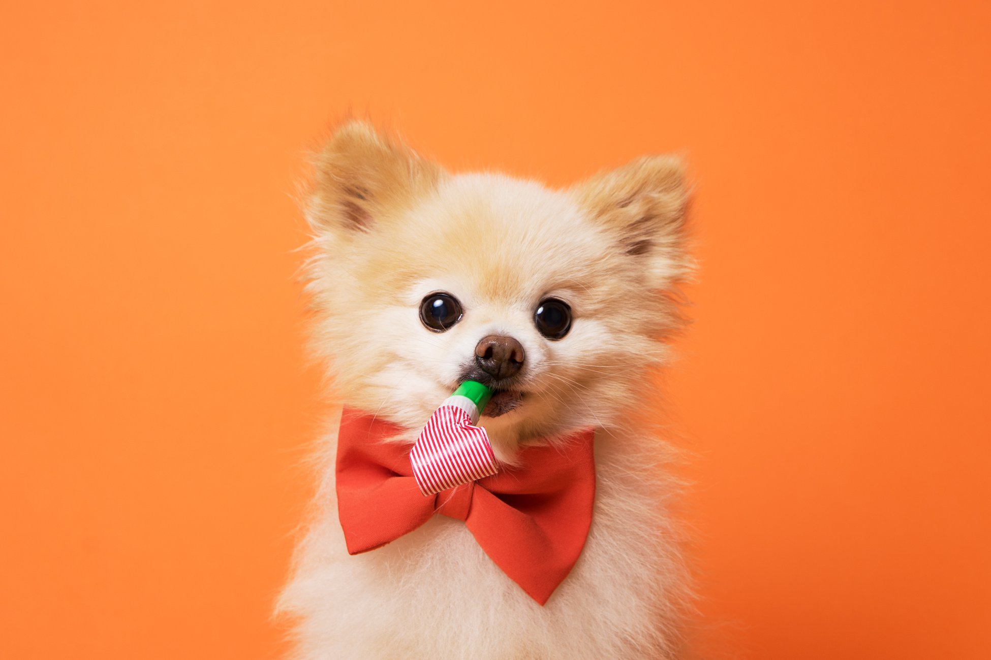 Pet Supermarket | New Port Richey FL