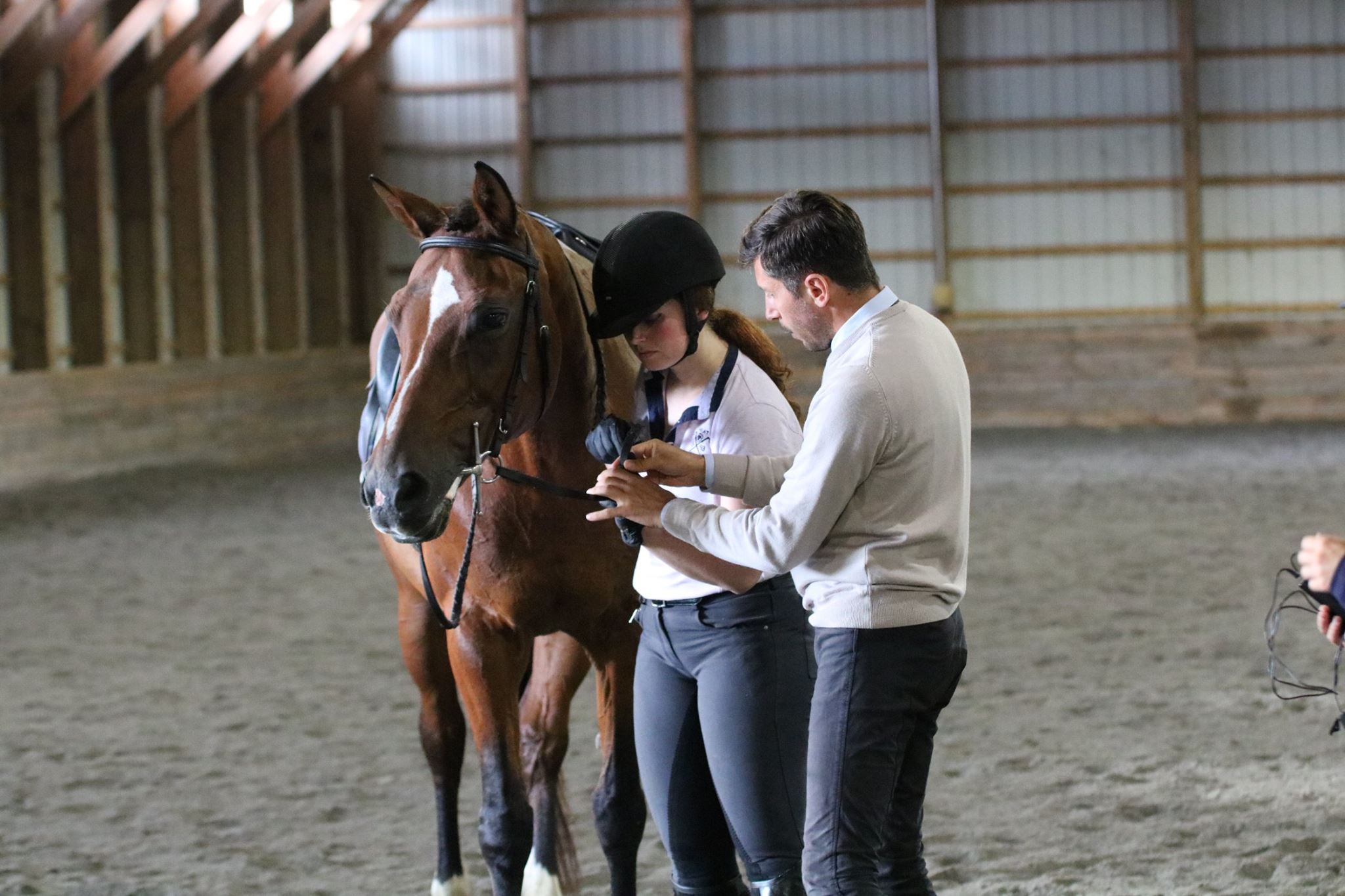 Training in French Classical Dressage - Home