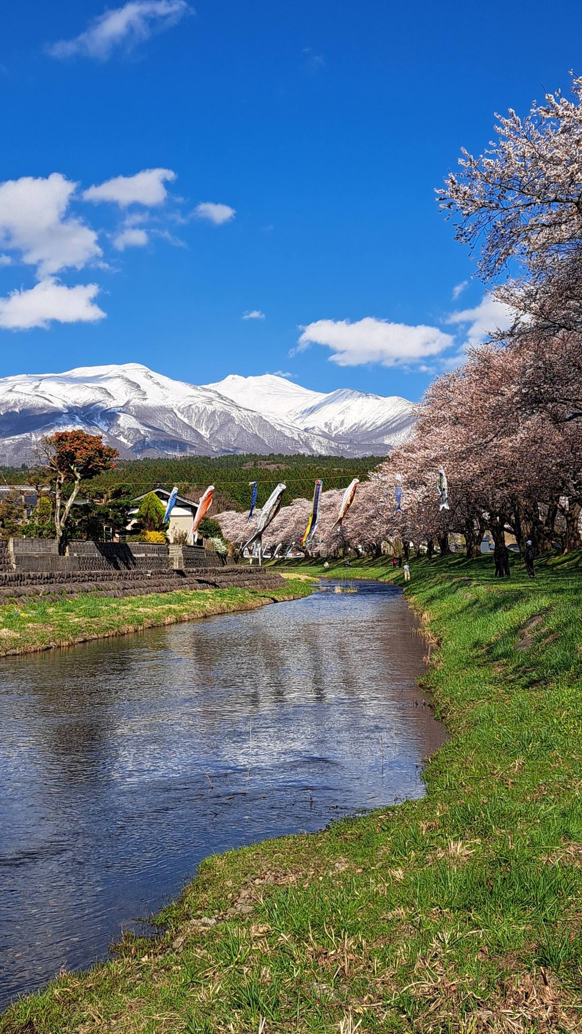 2026年 4月8日（水）3時 晴れ 中山河川公園にて