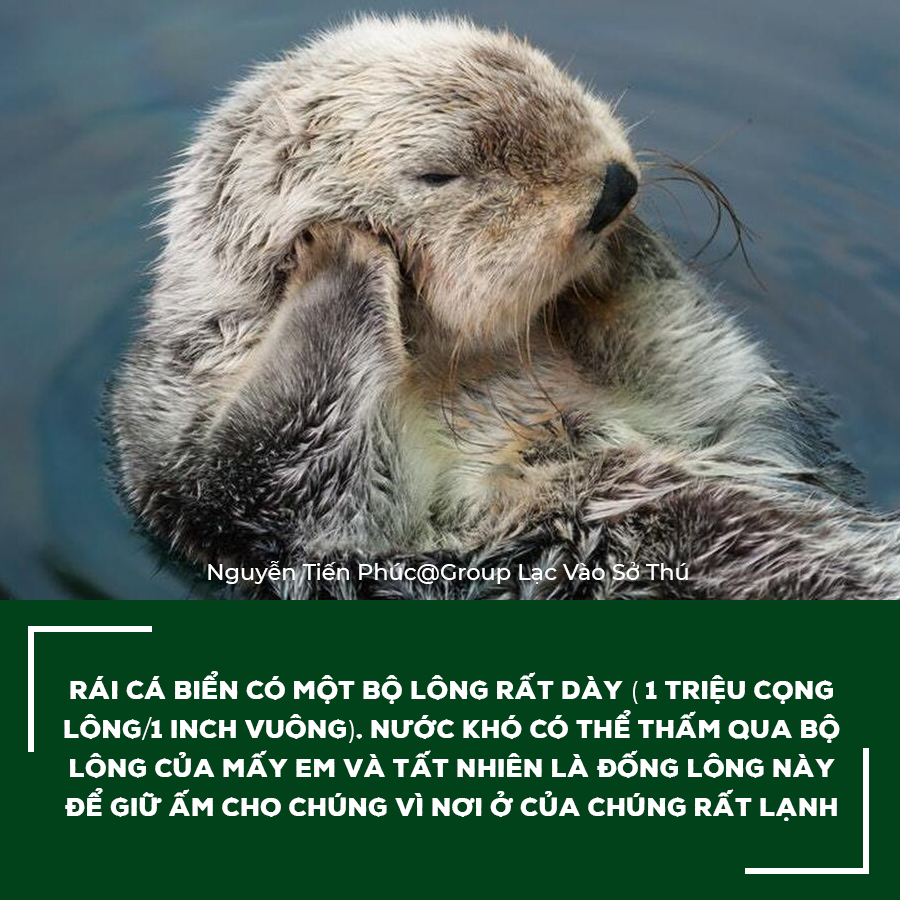 10 bước cách vẽ con rái cá cho người mới bắt đầu