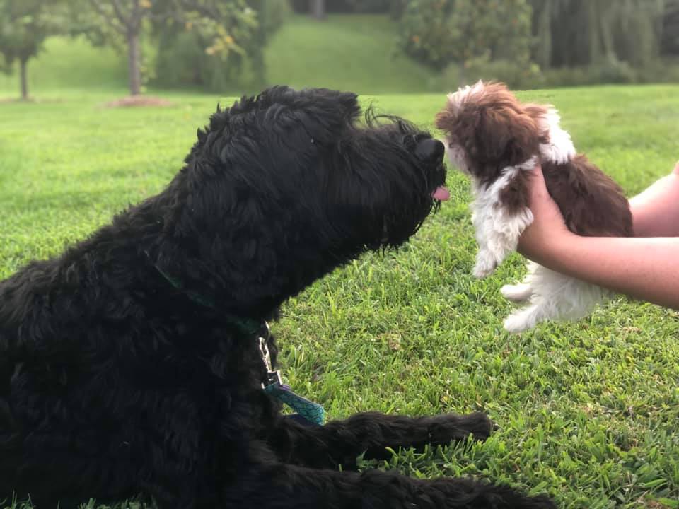 Dogs by Design | Effingham IL