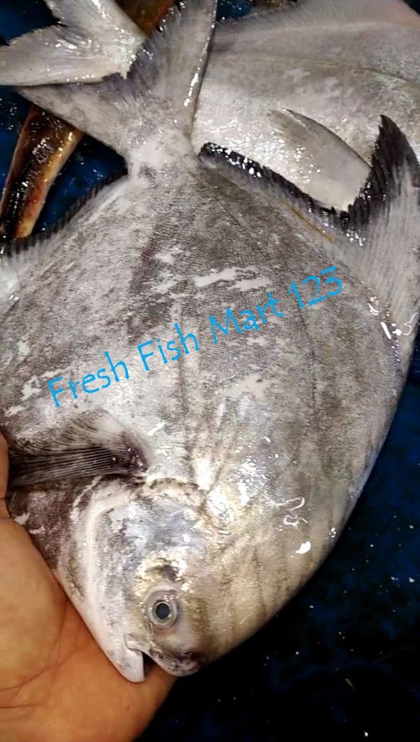🔥Live Update From Boat 船刚回到 (30Jan)🔥... - 渔鲜 Fresh Fish Mart