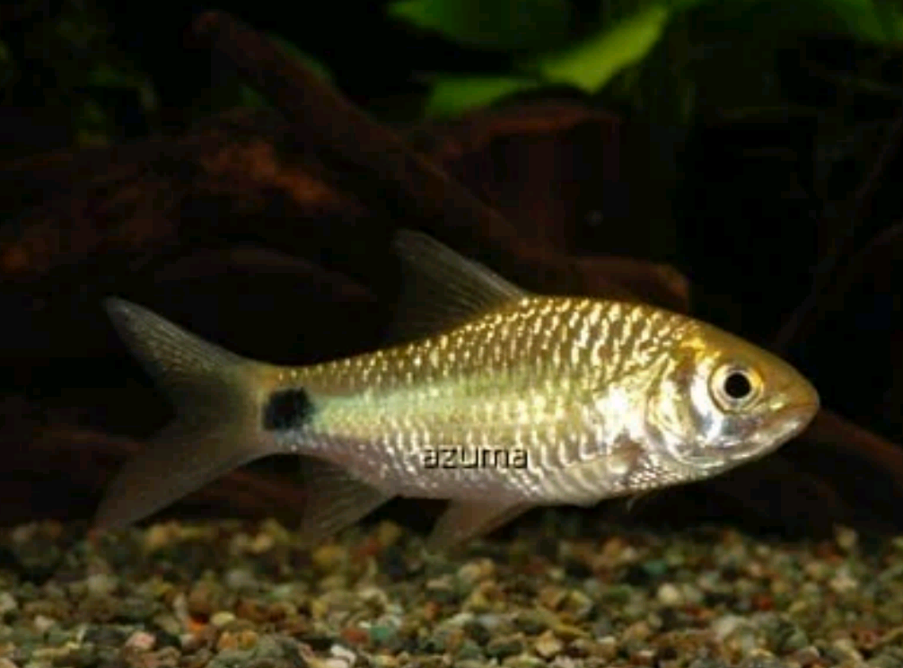 INLAND FISH IN SRI LANKA (58) Sinhala... - Mahasen Aqua Plant | Facebook