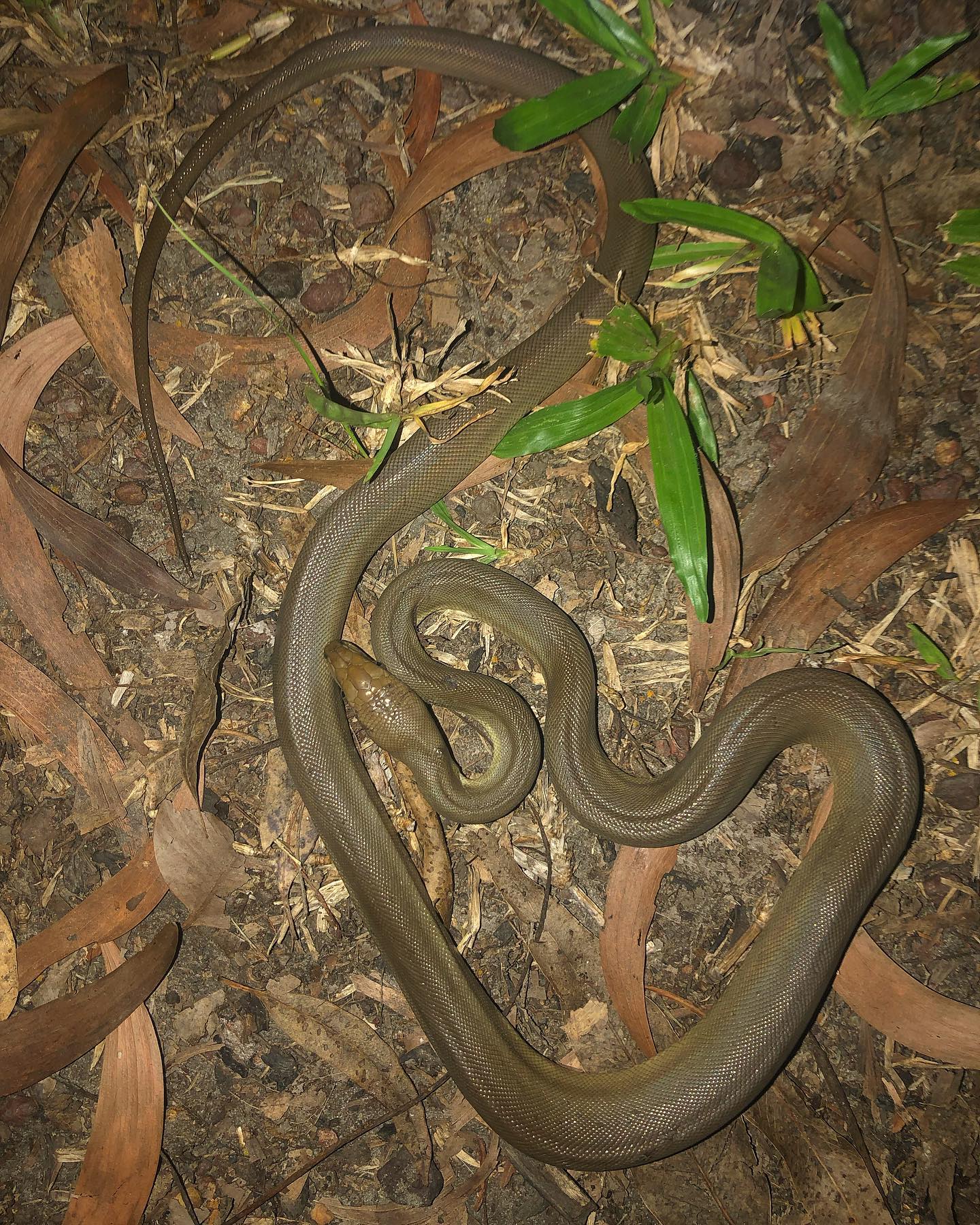 Zookeeper Dan - Beautiful Olive python (Liasis olivaceus) found in the ...