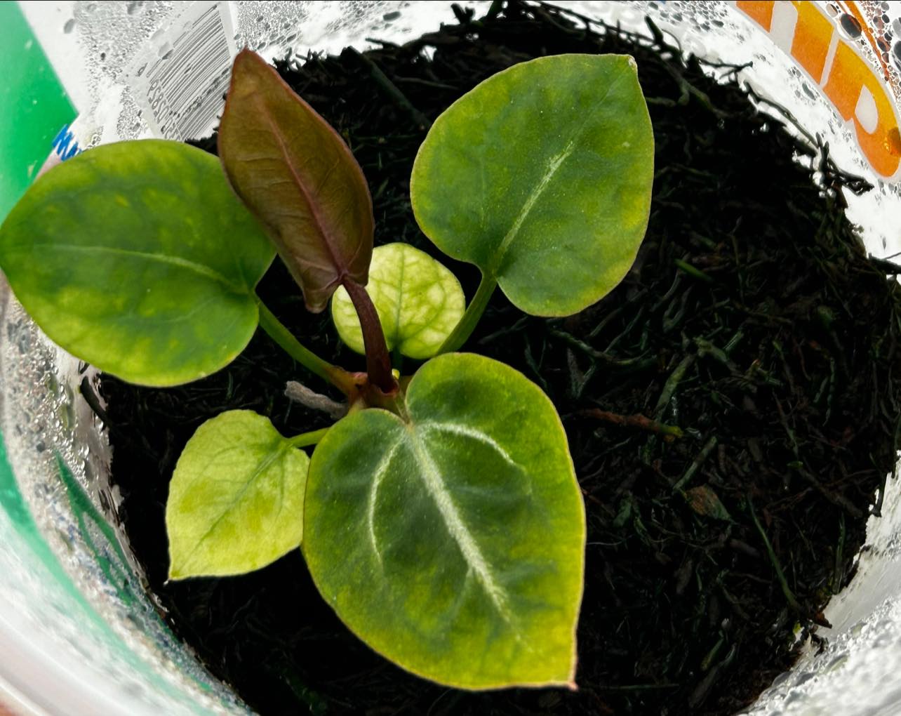 Anthurium Black Widow x Michelle ?