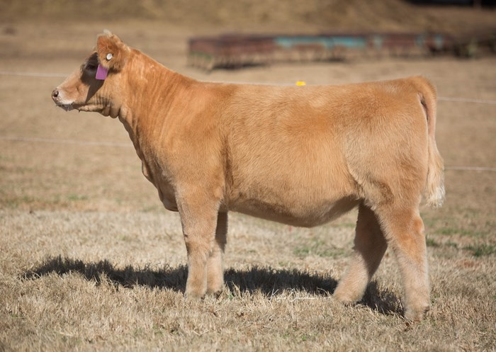 Butler Cattle Company | Stigler OK