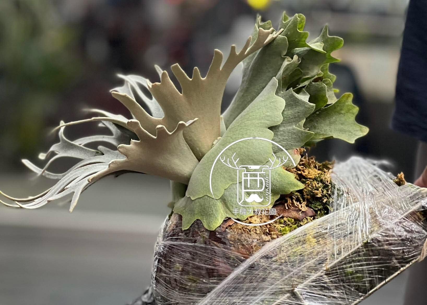 P.Willinckii Harvest moon spore Dwarf select (Pup) 手機大叔花園FB 