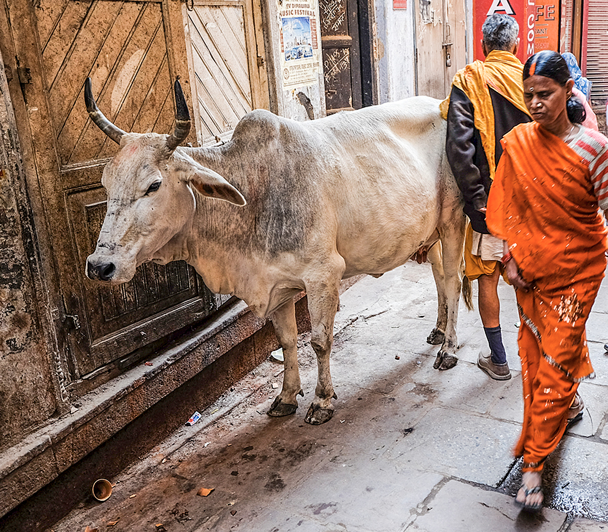 mybest3 The Holy cow is always visible in the streets of India