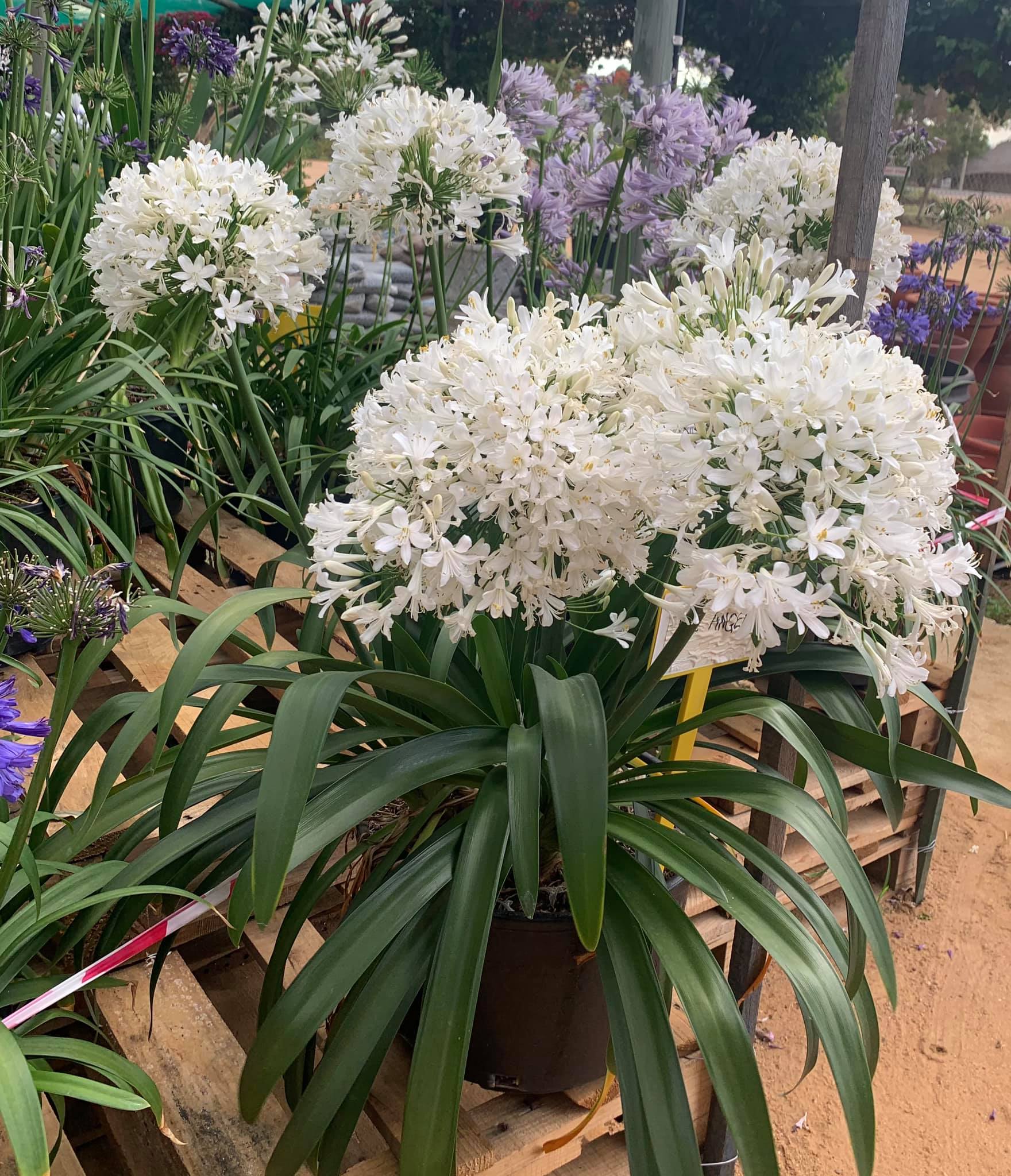 the-aloe-farm-agapanthus-ice-angel-can-blow-your-mind-facebook
