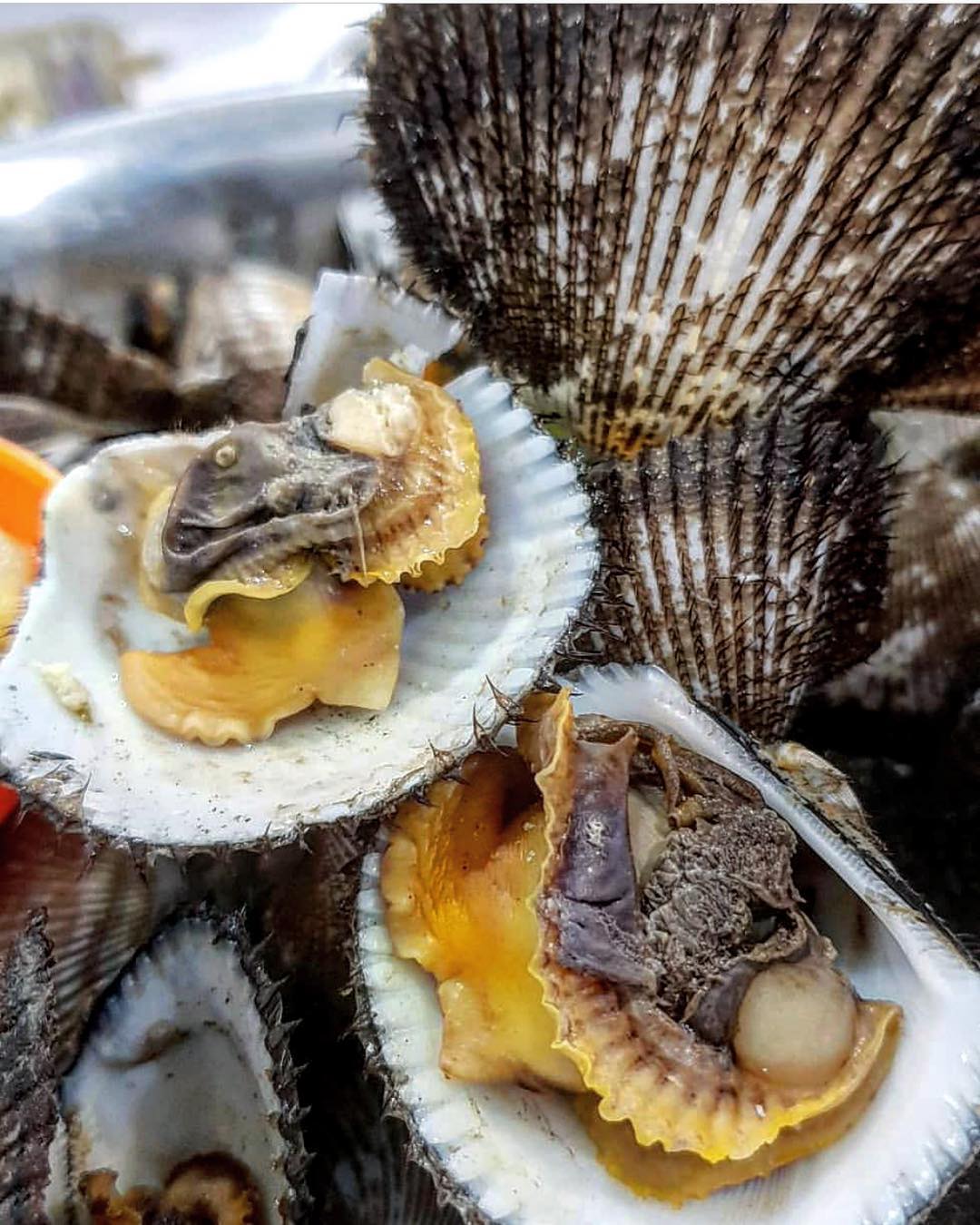 Kerang Kiloan Sultan | Jakarta