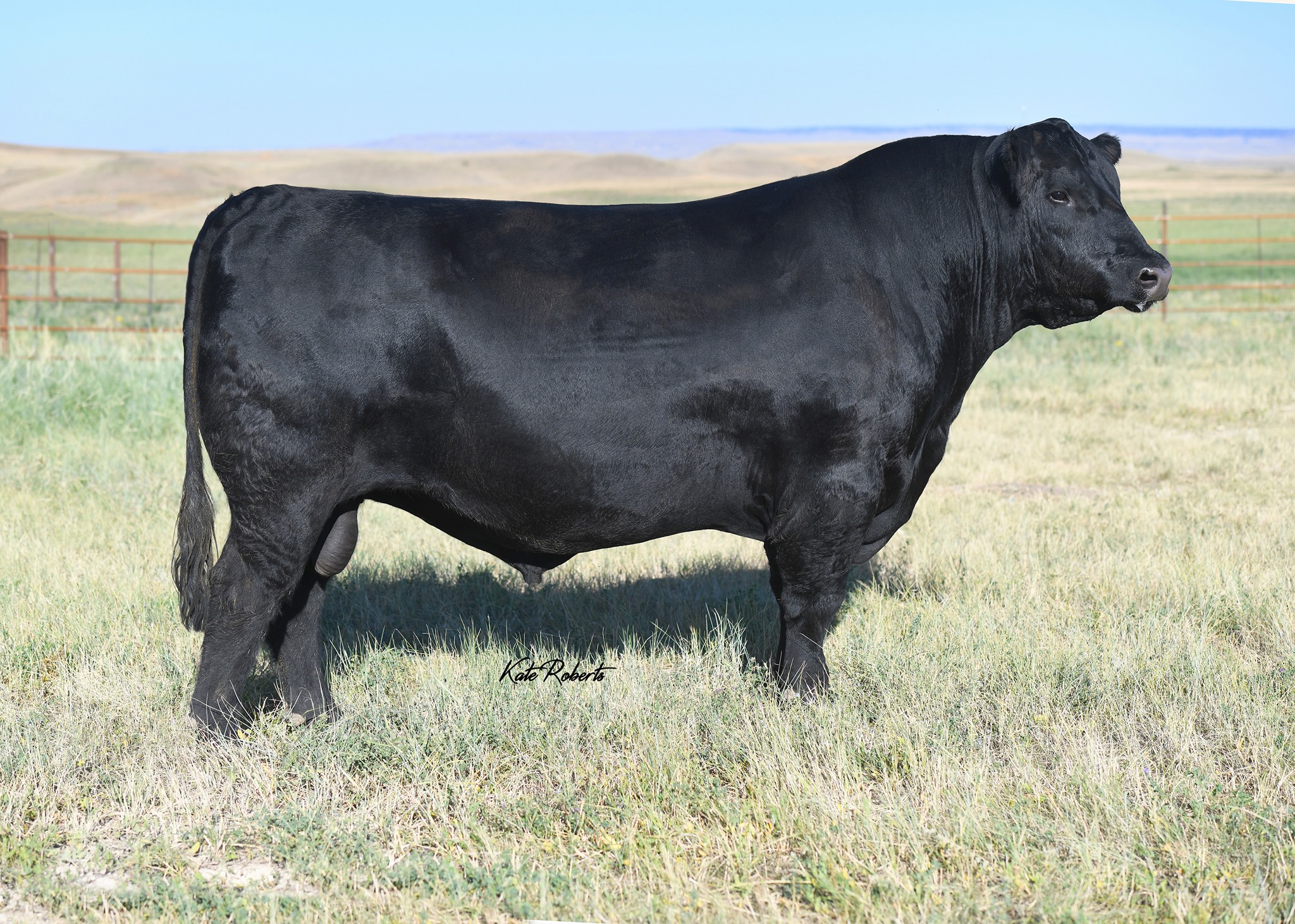 Diamond K Angus Ranch | Springerville AZ