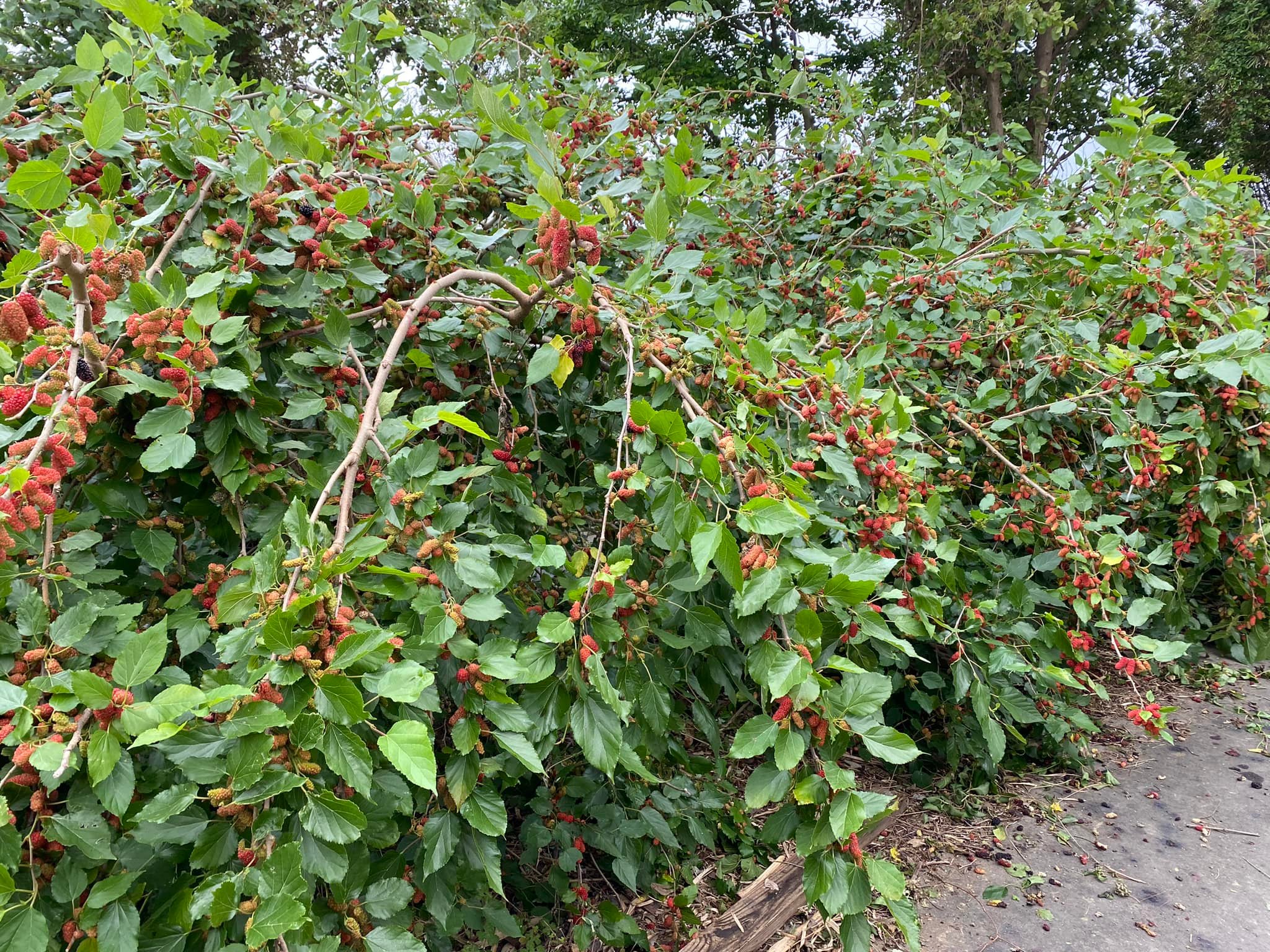 我是湖口新豐工業區人 | 位於新豐鄉中崙村的無毒有機鄭家桑椹園，今年的桑椹季又開始了，將新鮮的桑椹加入糖，不添加任何香料及放腐 ...