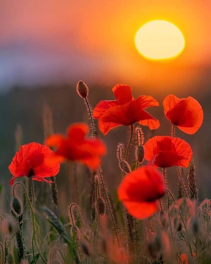 M Sila Book Un Jour L Amour Demande A L Amitie Facebook