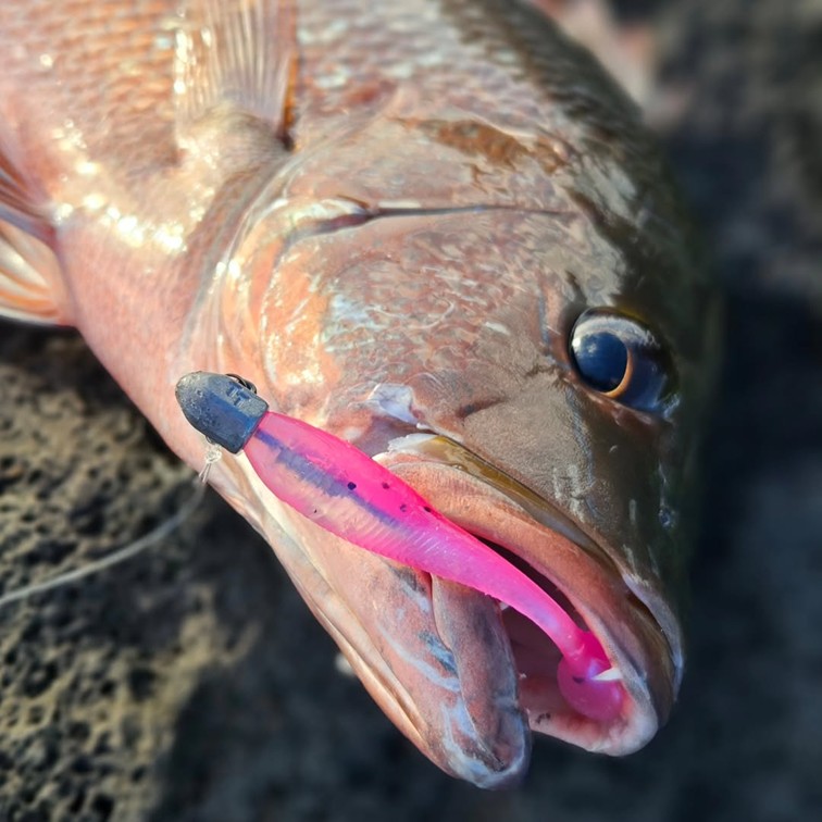 dip net fishing for catfish Bclla Zkenyao-net Little Fish Shrimp Minnow Crab Baits Cast Mesh Trap Lift Net, Lifting Catching Folded Fishing Net, 60 80cm, (Color : 60x60cm) : Sports & Outdoors Badge Reel The netting is 1 Cast Baitcaster Abu Garcia Hook Size:#3/0 Hook
